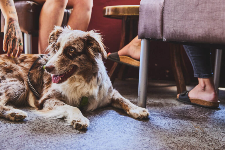 Ein flauschiger Hund als Cafe-Gast, Fotografin Julia Schwendner